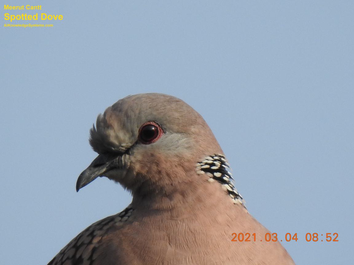 Dove Spotted (81) Coming Soon